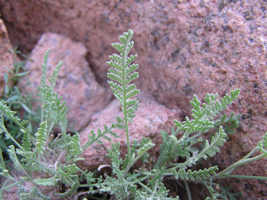 Mirr Pyrethrum